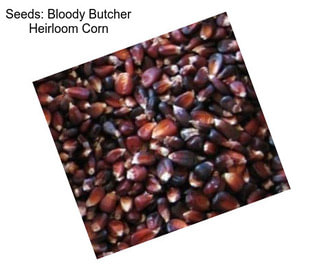 Seeds: Bloody Butcher Heirloom Corn