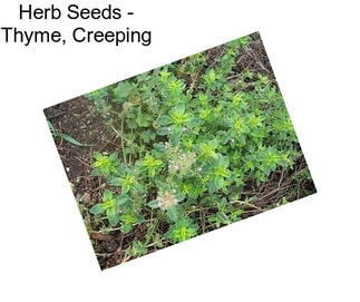 Herb Seeds - Thyme, Creeping