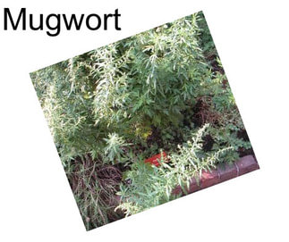 Mugwort