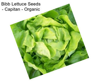 Bibb Lettuce Seeds - Capitan - Organic