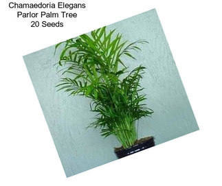 Chamaedoria Elegans Parlor Palm Tree 20 Seeds