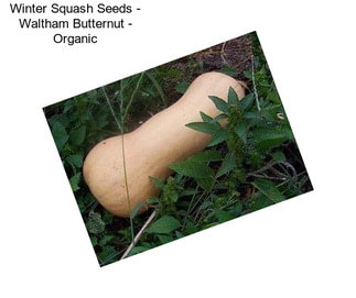 Winter Squash Seeds - Waltham Butternut - Organic