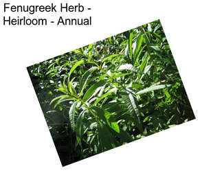 Fenugreek Herb - Heirloom - Annual