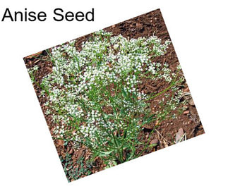 Anise Seed