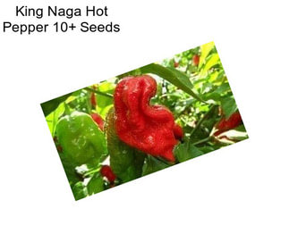 King Naga Hot Pepper 10+ Seeds 
