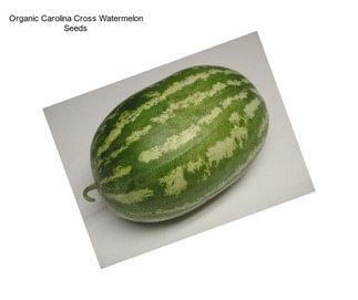Organic Carolina Cross Watermelon Seeds
