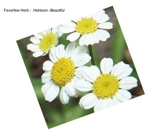 Feverfew Herb -  Heirloom -Beautiful