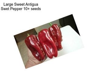 Large Sweet Antigua Swet Pepper 10+ seeds