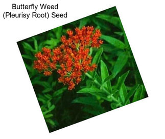 Butterfly Weed (Pleurisy Root) Seed