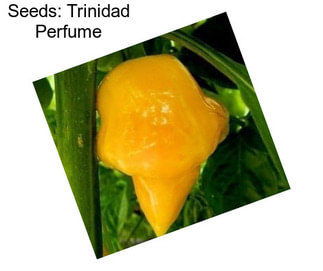 Seeds: Trinidad Perfume