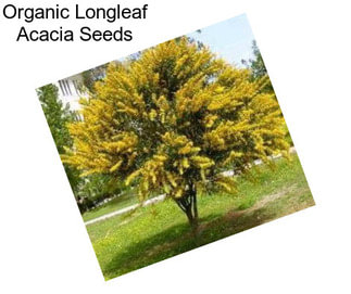 Organic Longleaf Acacia Seeds