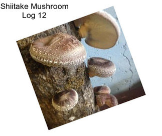 Shiitake Mushroom Log 12