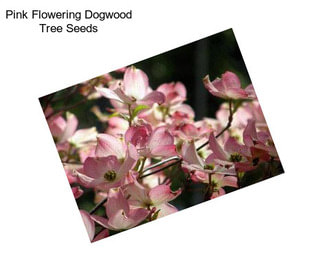 Pink Flowering Dogwood Tree Seeds