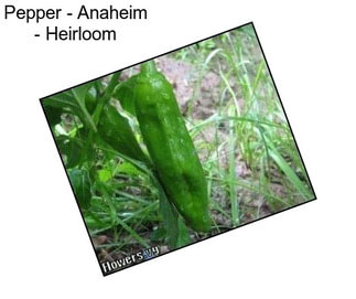 Pepper - Anaheim - Heirloom