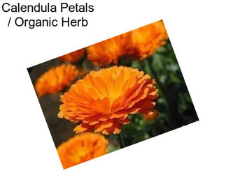 Calendula Petals / Organic Herb