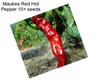 Maukes Red Hot Pepper 10+ seeds