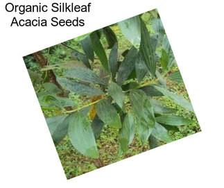 Organic Silkleaf Acacia Seeds