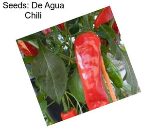 Seeds: De Agua Chili