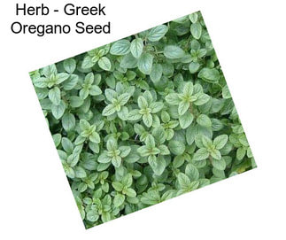 Herb - Greek Oregano Seed