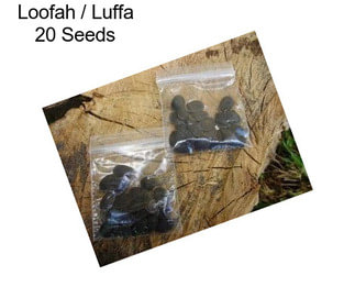Loofah / Luffa 20 Seeds
