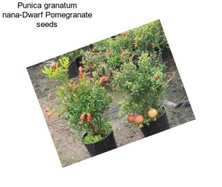 Punica granatum nana-Dwarf Pomegranate seeds