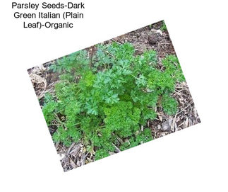 Parsley Seeds-Dark Green Italian (Plain Leaf)-Organic