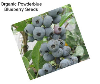 Organic Powderblue Blueberry Seeds
