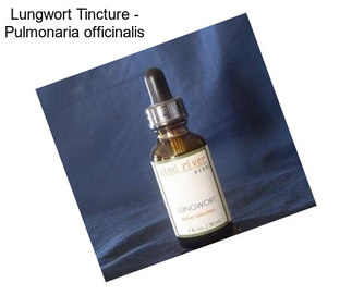 Lungwort Tincture - Pulmonaria officinalis