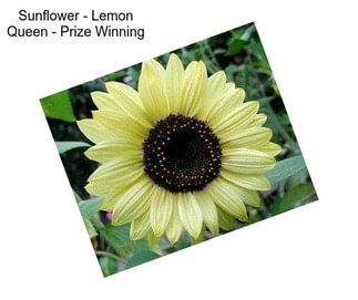 Sunflower - Lemon Queen - Prize Winning