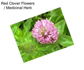 Red Clover Flowers / Medicinal Herb