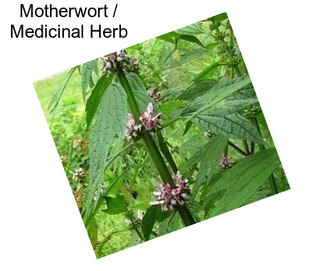 Motherwort / Medicinal Herb