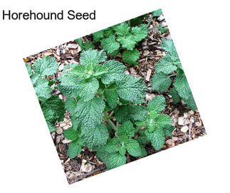 Horehound Seed