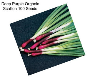 Deep Purple Organic Scallion 100 Seeds