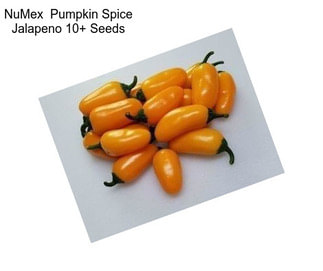 NuMex  Pumpkin Spice Jalapeno 10+ Seeds