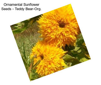 Ornamental Sunflower Seeds - Teddy Bear-Org.