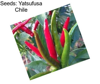 Seeds: Yatsufusa Chile