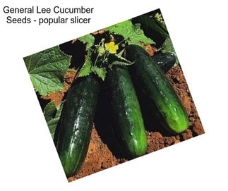 General Lee Cucumber Seeds - popular slicer