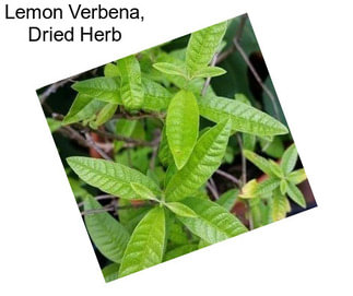 Lemon Verbena, Dried Herb