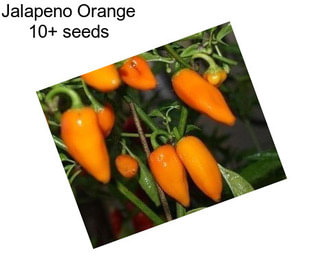 Jalapeno Orange 10+ seeds