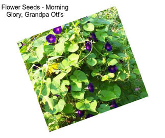 Flower Seeds - Morning Glory, Grandpa Ott\'s