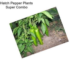 Hatch Pepper Plants Super Combo