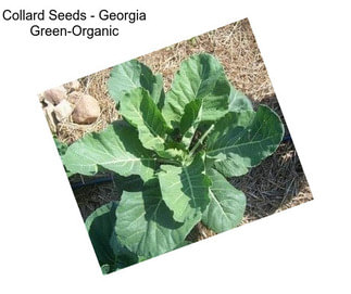 Collard Seeds - Georgia Green-Organic