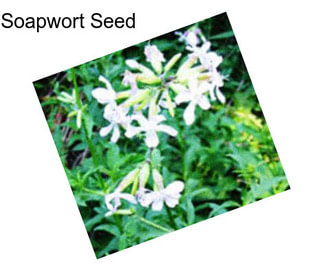Soapwort Seed