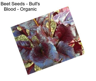 Beet Seeds - Bull\'s Blood - Organic