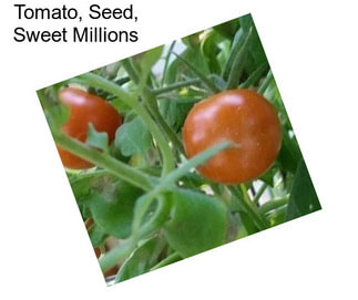 Tomato, Seed, Sweet Millions