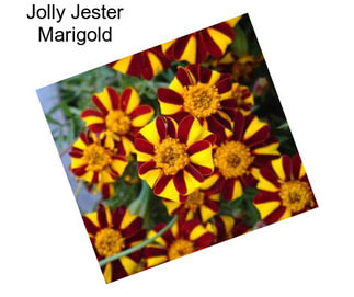 Jolly Jester Marigold