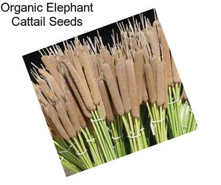 Organic Elephant Cattail Seeds