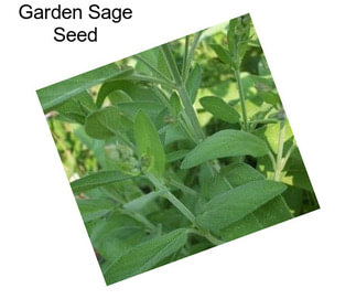 Garden Sage Seed