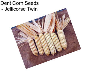 Dent Corn Seeds - Jellicorse Twin