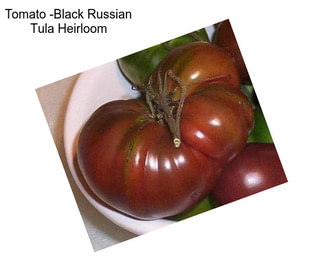 Tomato -Black Russian Tula Heirloom